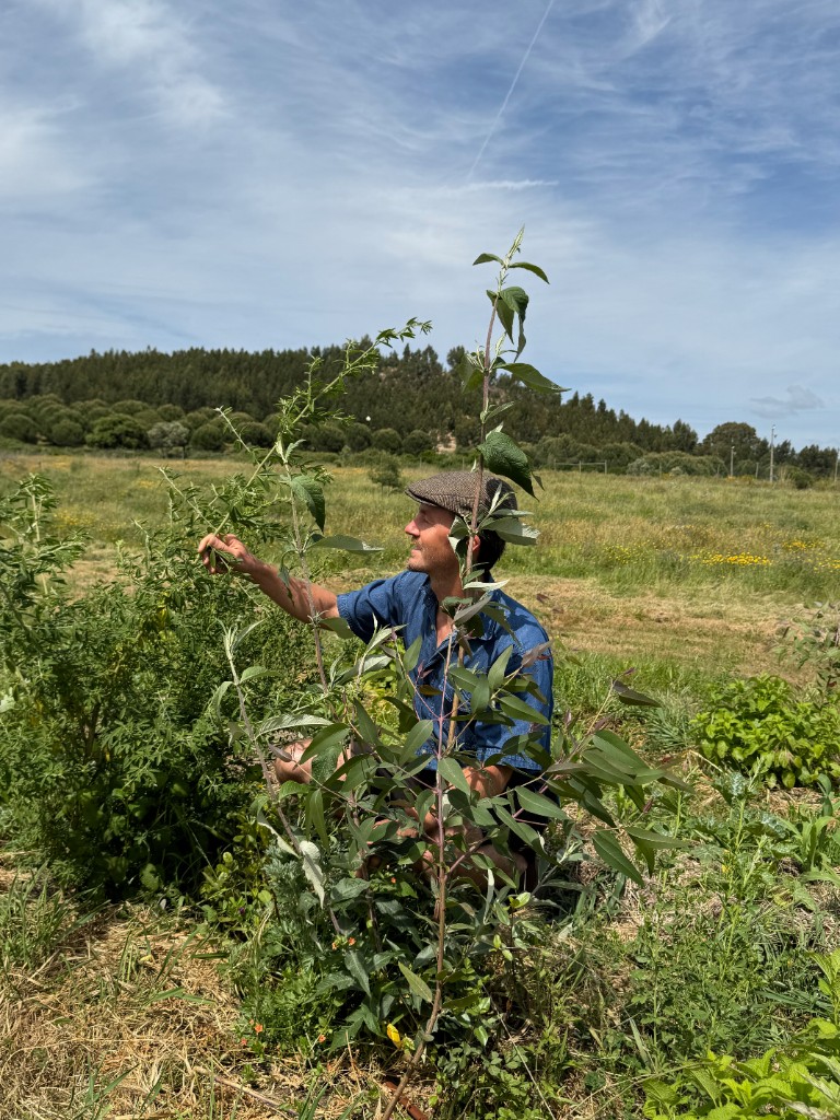 Jason van Alphen tending young trees in a syntropic system