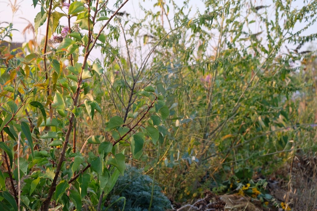 Close-up of a syntropic agroforestry row with young trees and straw mulch