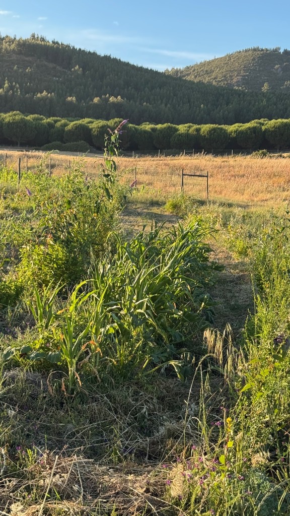 Syntropic planting rows in São Luís with forested hills beyond